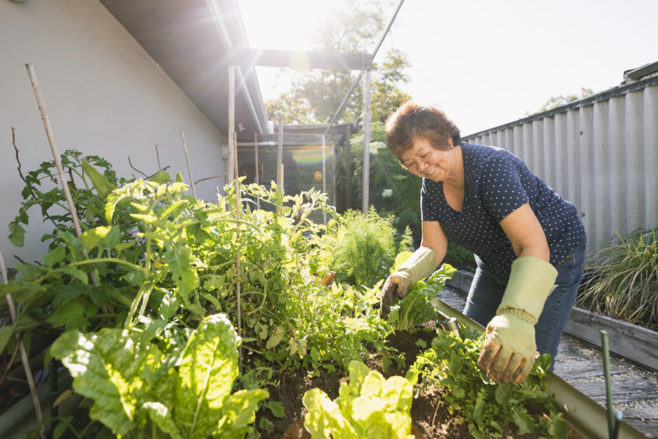 Woman gardening vegetables at her home.