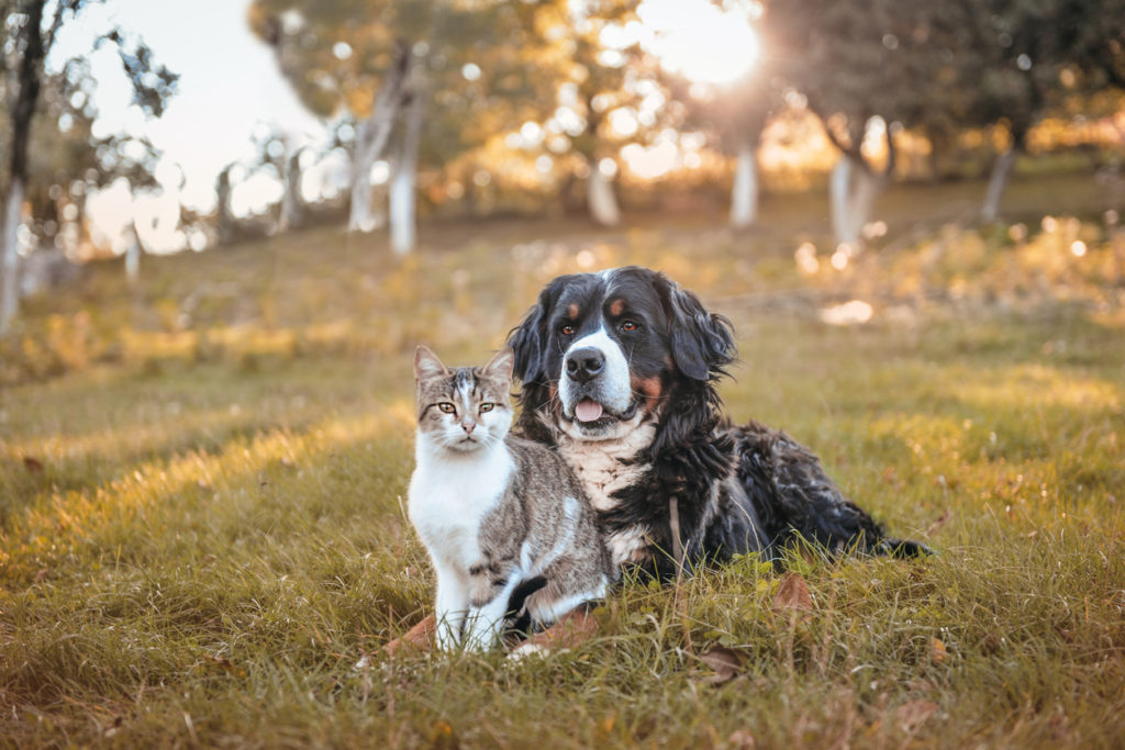 Bernese mountain dog and domestic cat siting in a green field in front of woods